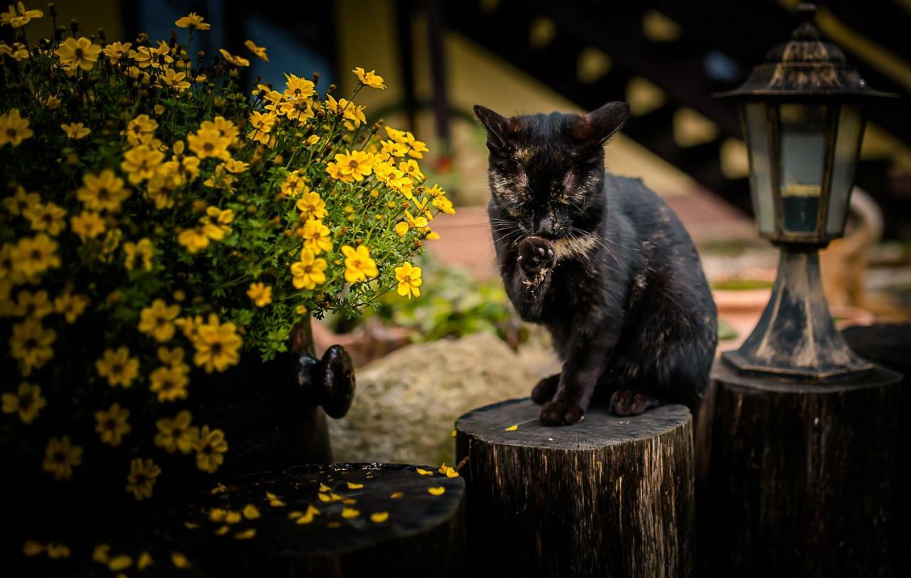 Agroturystyka Natura Pilchowice Bagian luar foto