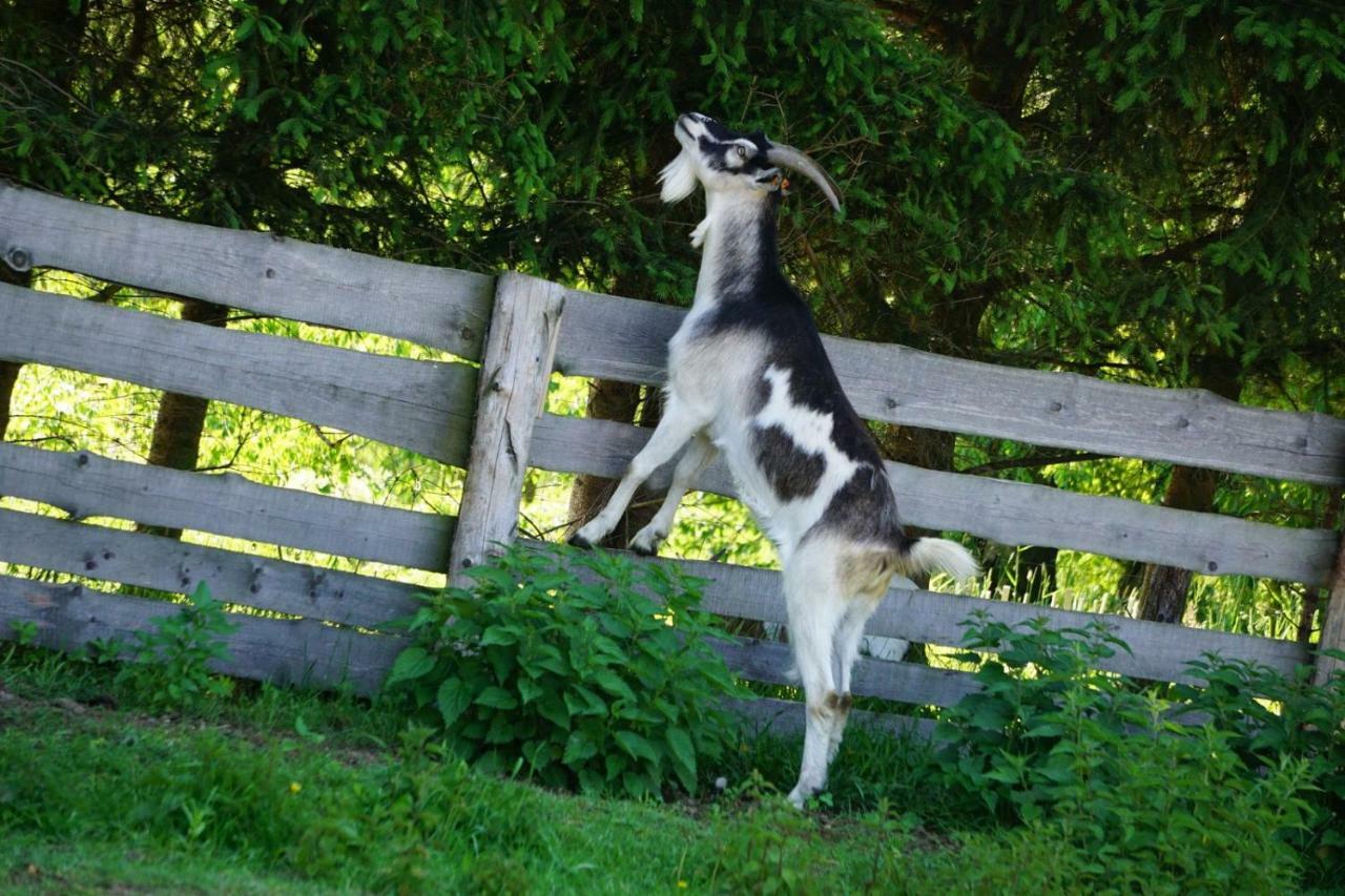 Agroturystyka Natura Pilchowice Bagian luar foto